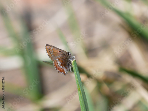 Obraz na płótnie moss's elfin callophrys mossii