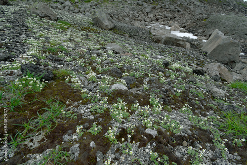 チシマクモマグサの群落（北海道・大雪山）
 photo