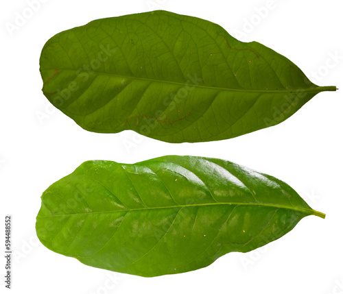 Indonesian bay leaf or daun salam (syzygium polyanthum) isolated on white background photo