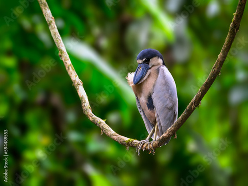 Boat-billed Heron portrait on green background photo