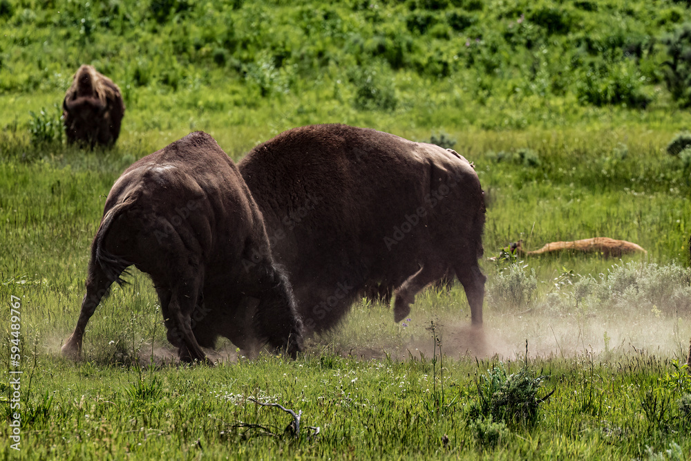 Bison doing battle