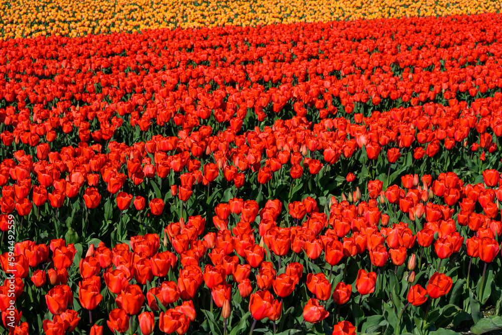 Closeup of bright red tulips in a field being grown for bulbs, as a nature background
