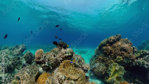 Underwater scene coral reef. Hard and soft corals, underwater landscape. Travel vacation concept. Philippines. © Alex Traveler