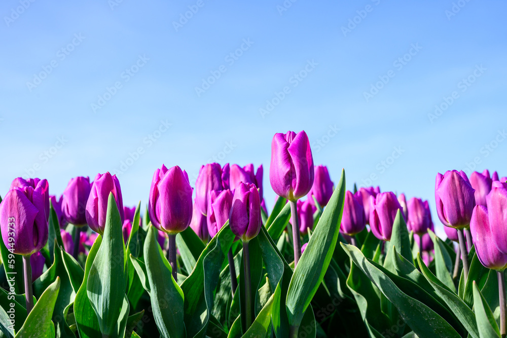 Row of purple tulips in a field viewed from below, sunny spring day with blue sky in background
