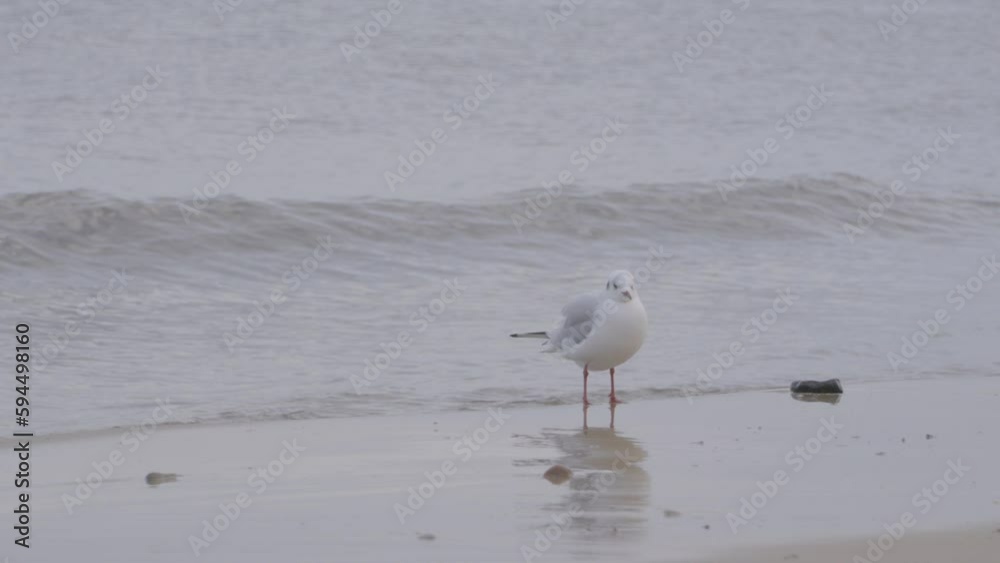 Seagull stands on the seashore against the backdrop of the rolling sea Seagull stands on the seashore against the backdrop of the rolling sea