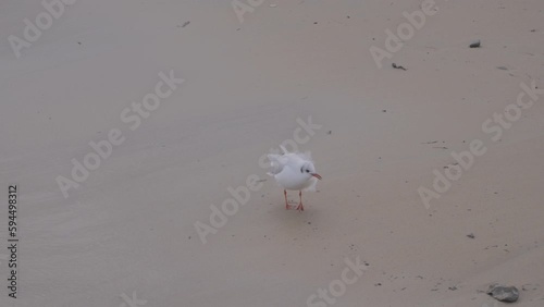 A lone seagull walks along the seashore in search of food photo