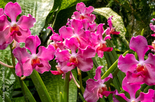 Vibrant blooming orchids at the Singapore Botanical Garden