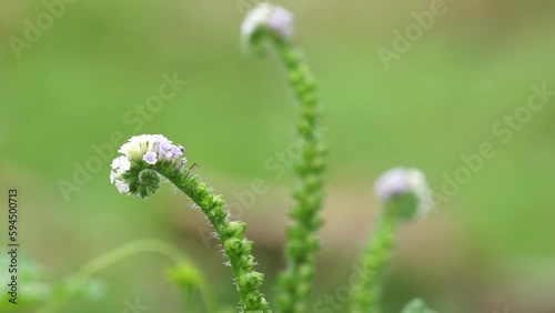 Heliotropium indicum with a natural background. Also called Sangketan, buntut tikus, Indian heliotrope, Indian Turnsole, Heliophytum indicum, Heliotropium parviflorum. photo