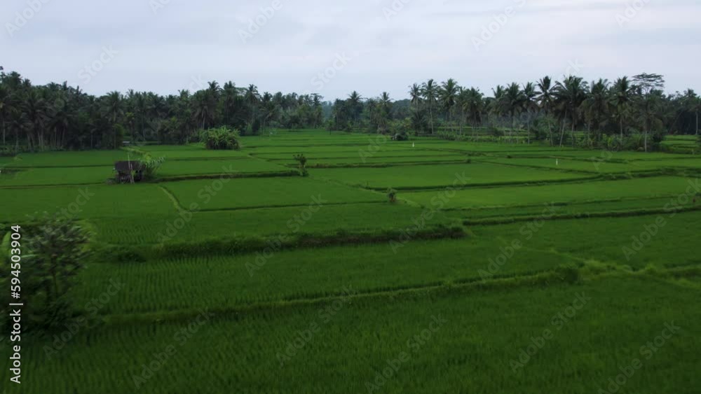 Green Rice Field Paddy Terraces in Ubud, Bali - Aerial Flight Green Rice Field Paddy Terraces in Ubud, Bali - Aerial Flight