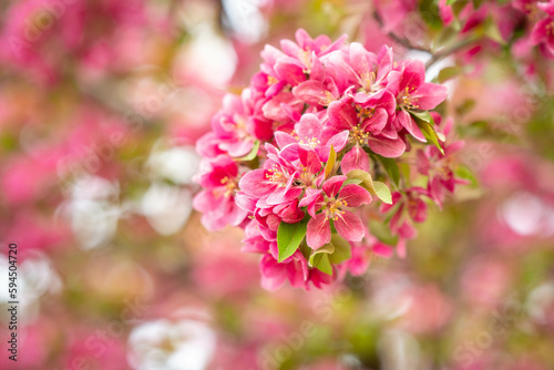 Pink flowers blooming in spring, Madison, Wisconsin