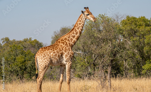 A giraffe in South Africa 