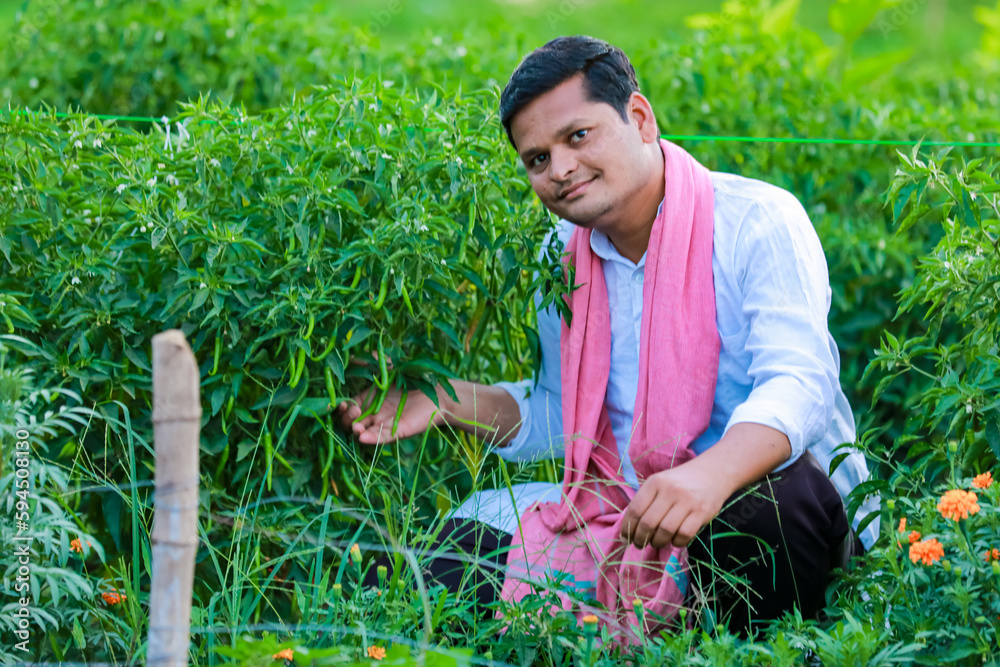 Indian Happy farmer holding green chilli plant, green chilli farming