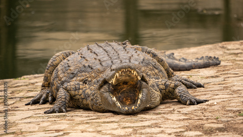 A giant  nile crocodile laying on the bank with it's mouth open.  photo