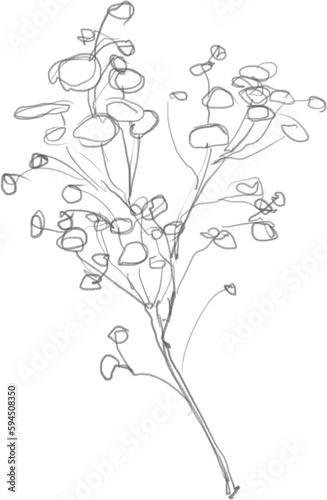 Fototapeta Naklejka Na Ścianę i Meble -  Inflorescence sketch, outline floral botanical illustration