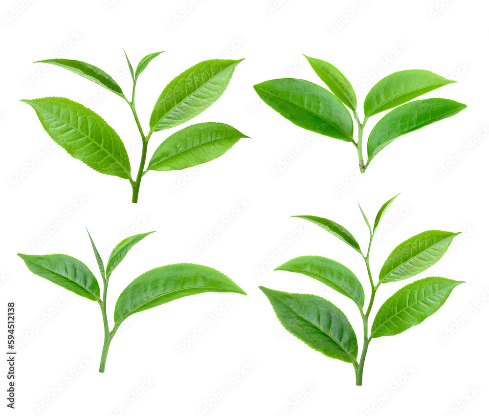 Fototapeta premium green tea leaf on transparent png