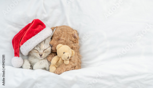 Friendly tiny Toy Poodle puppy wearing red santa hat hugs tabby kitten under white warm blanket on a bed at home. Top down view. Empty space for text