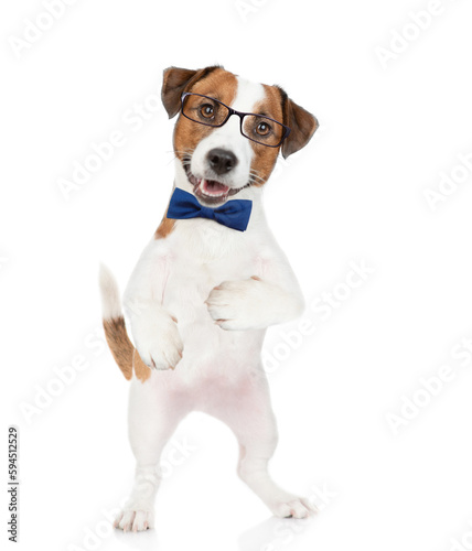 Smart Jack russell terrier puppy wearing  tie bow and eyeglasses looks at camera. isolated on white background