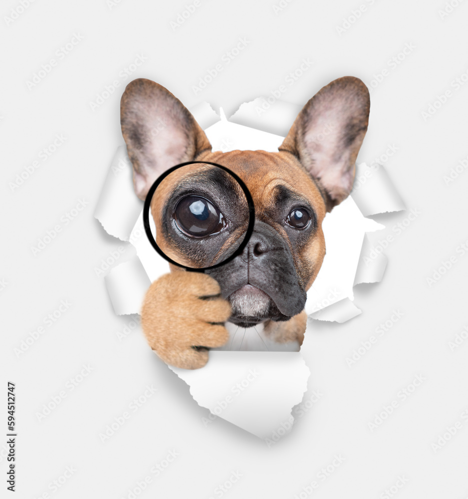 French bulldog puppy looks thru a magnifying lens looks through a hole in white paper