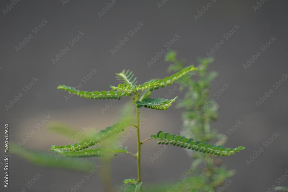 Phyllanthus urinaria (meniran, chamber bitter, gripeweed, shatterstone, stonebreaker, leafflower) with a natural background. The leaves are large at the tip and smaller towards the petiole. Phyllanthus urinaria (meniran, chamber bitter, gripeweed, shatterstone, stonebreaker, leafflower) with a natural background. The leaves are large at the tip and smaller towards the petiole.