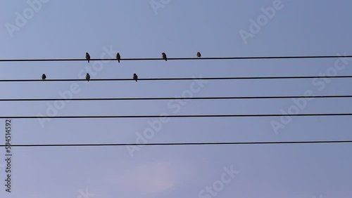Birds sparrow flock on the electric wire with bright blue sky background