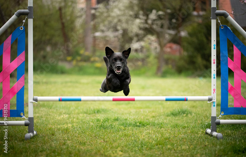 Agility sport for dogs. Preparation for the races in Aglity.