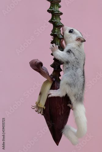 A young sugar glider was looking for food on wild banana flowers. This mammal has the scientific name Petaurus breviceps.