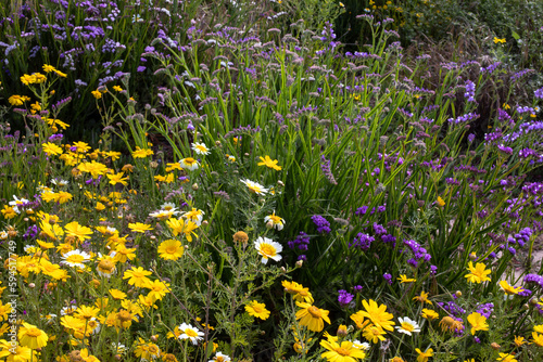 Spring bloom in California
