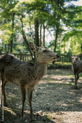 Closeup of Japanese spotted deer on the green field. Spring 2023 Japan  Nara Park. Wild animals in the nature