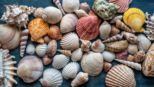 Seashells on desk as a background for your creativity. Flat lay.