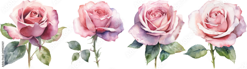 Set of watercolor elements of pink roses. Set collection flowers, leaves, botanic, illustration, wedding card, invitation floral design.