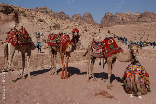 Camels waiting for their passengers in Petra, Jordan © Rodrigo Magaña