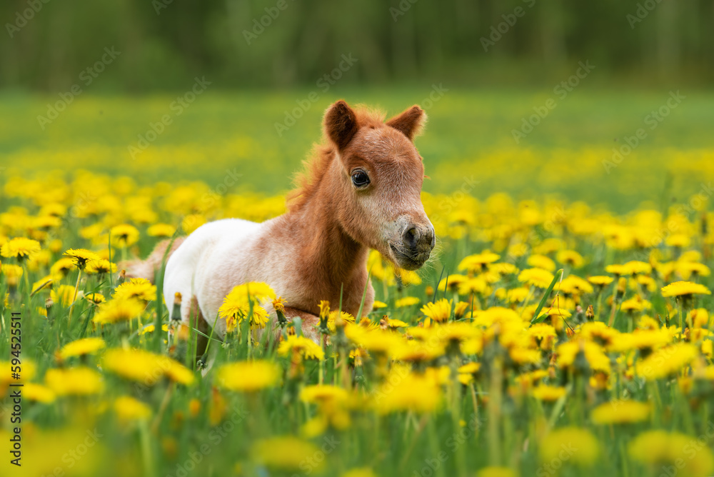 Little pony foal running in the field with flowers