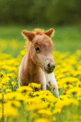 Little pony foal in the field with flowers  © Rita Kochmarjova