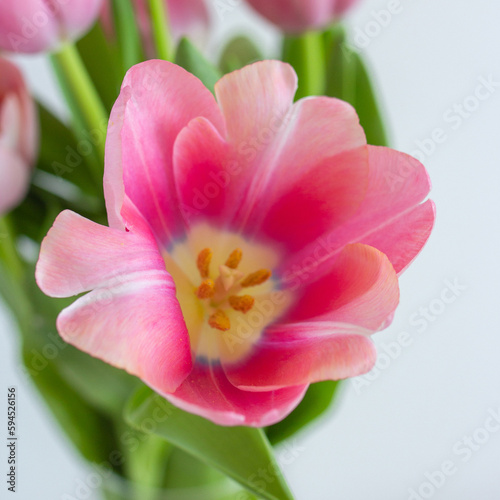 One pink tulip close up on white background square photo