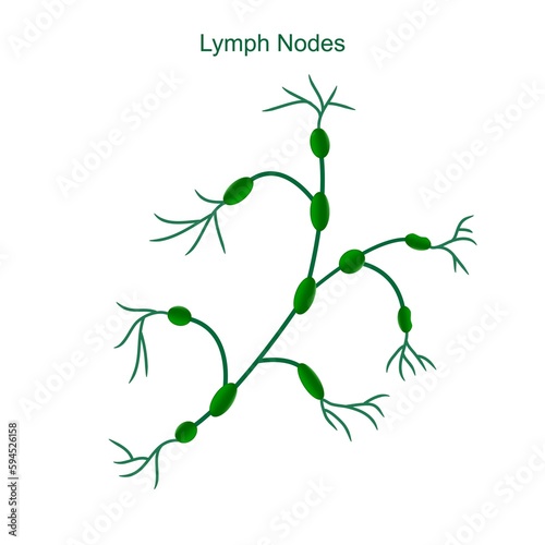 Illustration of the lymph nodes on a white background  medical concept