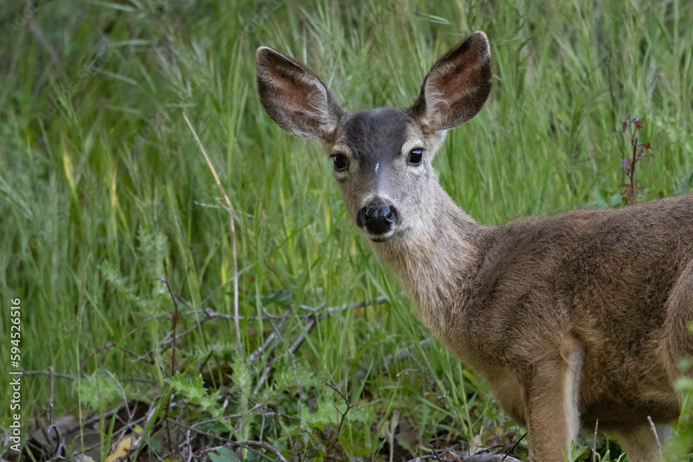 A California Mule Deer in the San Jose Foothills