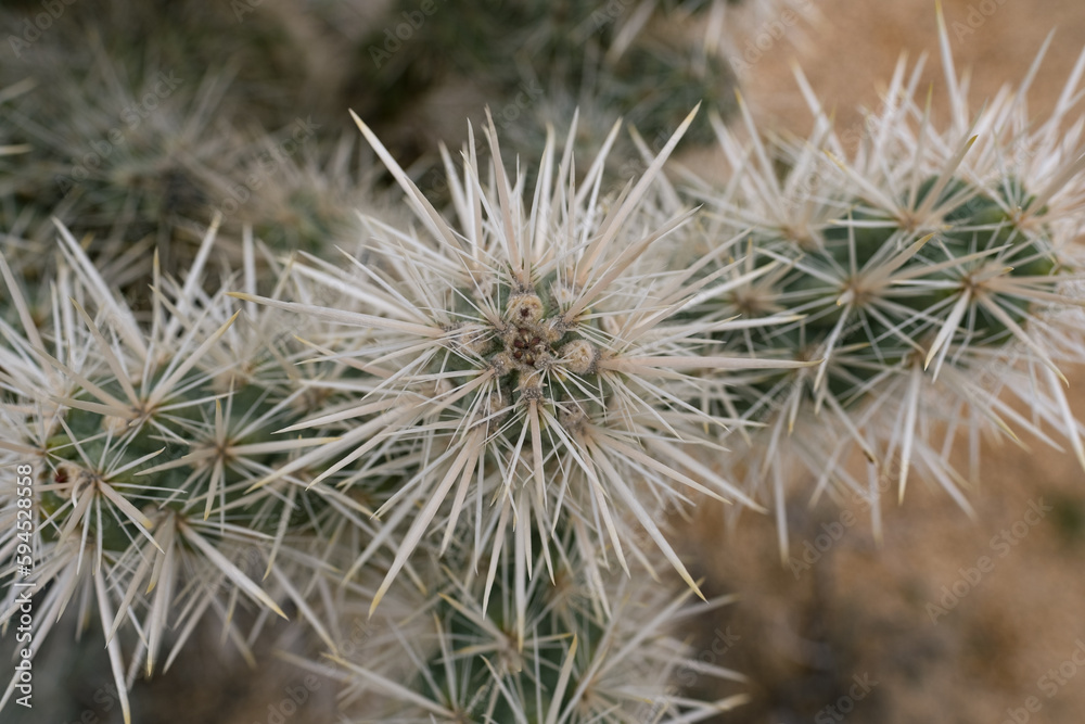 Close view of the geometric, crowded patterns of cactus needles on cholla cactuses in the Mojave Desert, in southern California. Close view of the geometric, crowded patterns of cactus needles on cholla cactuses in the Mojave Desert, in southern California.