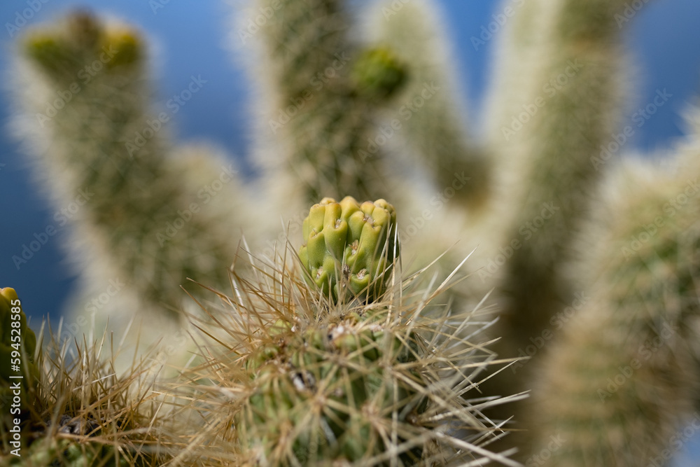 Tiny fruit on cholla cactuses during springtime in the Mojave Desert in California. Tiny fruit on cholla cactuses during springtime in the Mojave Desert in California.
