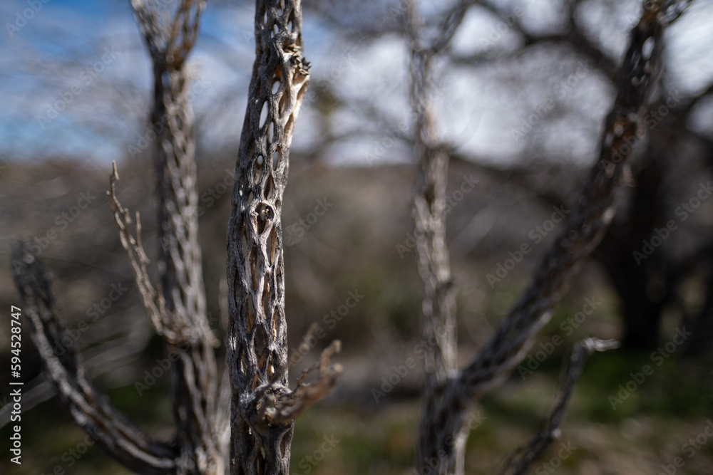 Skeletons of dead cholla cactuses in the Mojave Desert of California. Skeletons of dead cholla cactuses in the Mojave Desert of California.