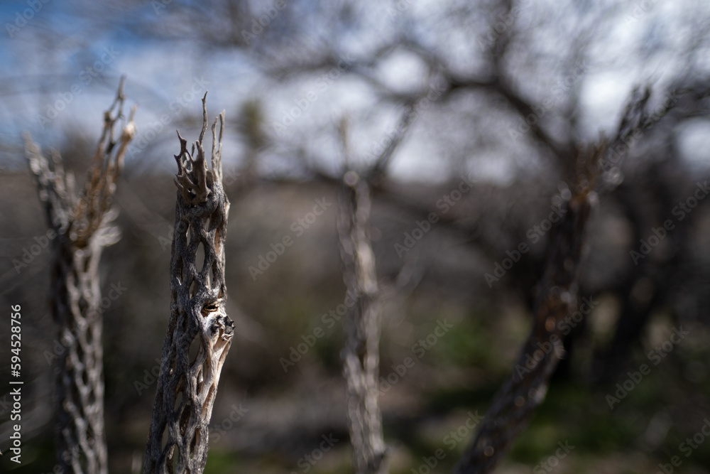 Skeletons of dead cholla cactuses in the Mojave Desert of California. Skeletons of dead cholla cactuses in the Mojave Desert of California.