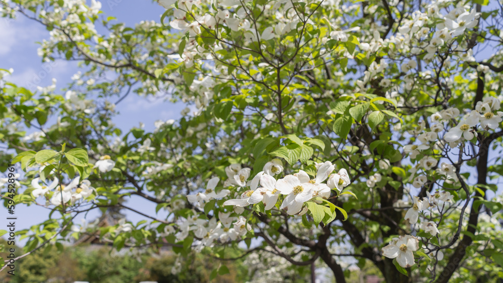 日本の春に咲くハナミズキの花 日本の春に咲くハナミズキの花