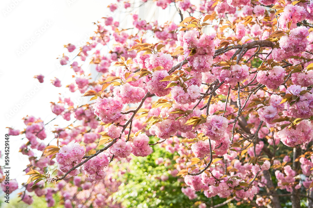 Fototapeta premium 벚꽃6