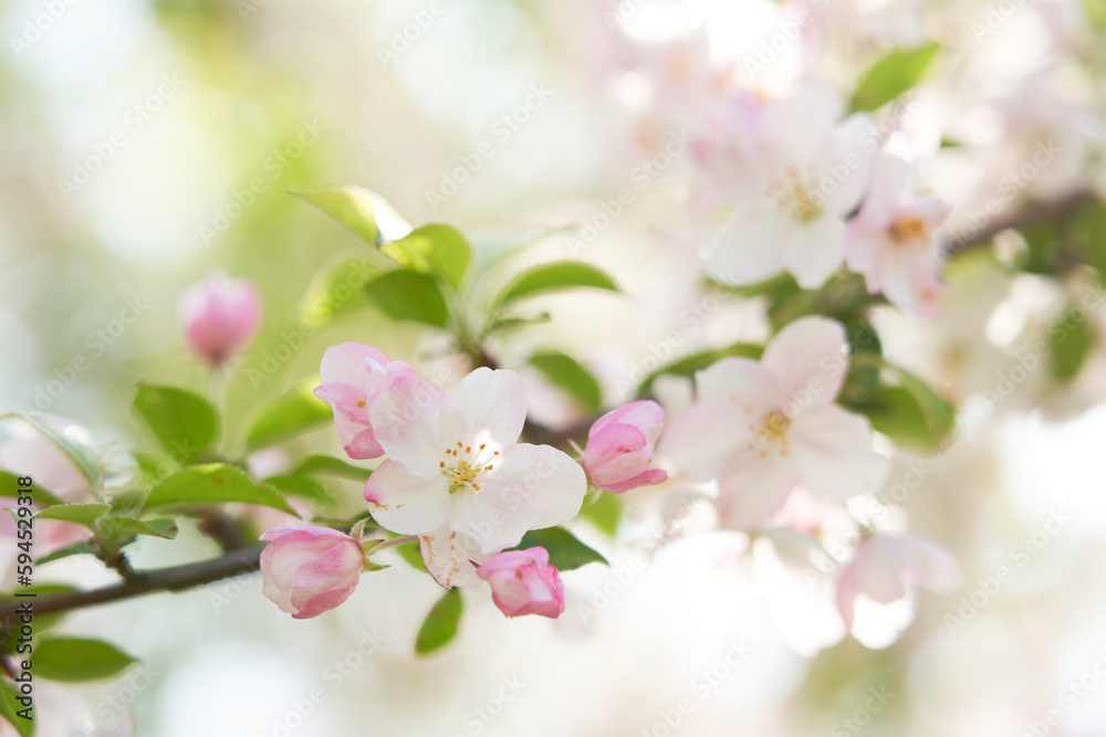 Fototapeta premium 사과꽃