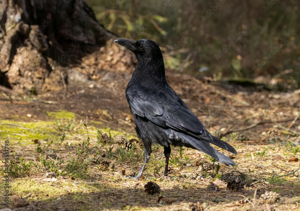 Shiny jet black large corvid bid, carrion crow standing on the forest floor in the sunshine Shiny jet black large corvid bid, carrion crow standing on the forest floor in the sunshine