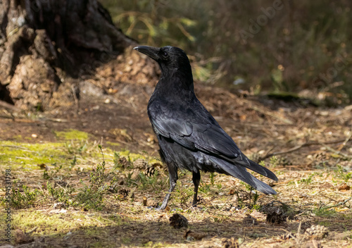 Shiny jet black large corvid bid, carrion crow standing on the forest floor in the sunshine 