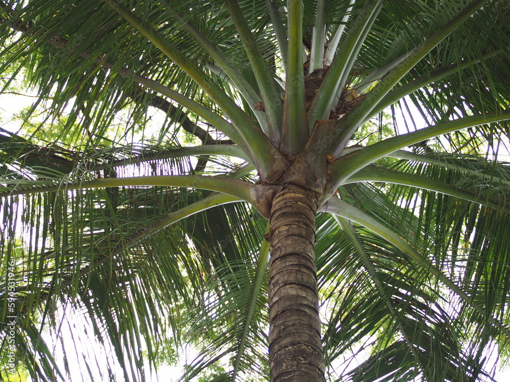 Obraz premium coconut palm trees