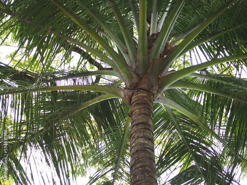 coconut palm trees © nimit