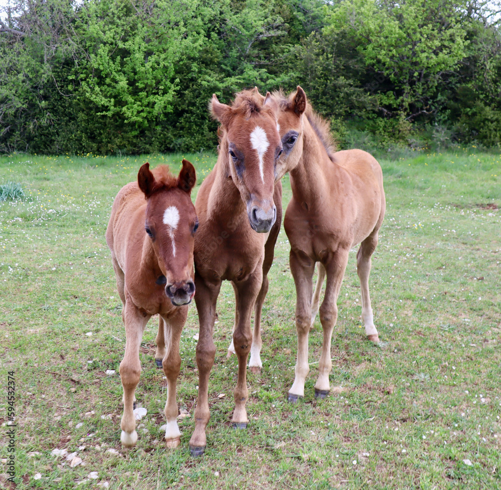 Brothers foal