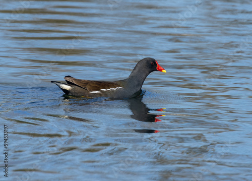 Moorhen water bird, moor hen, waterfowl swimming in the water on the pond in lovely blue water in the sunshine 