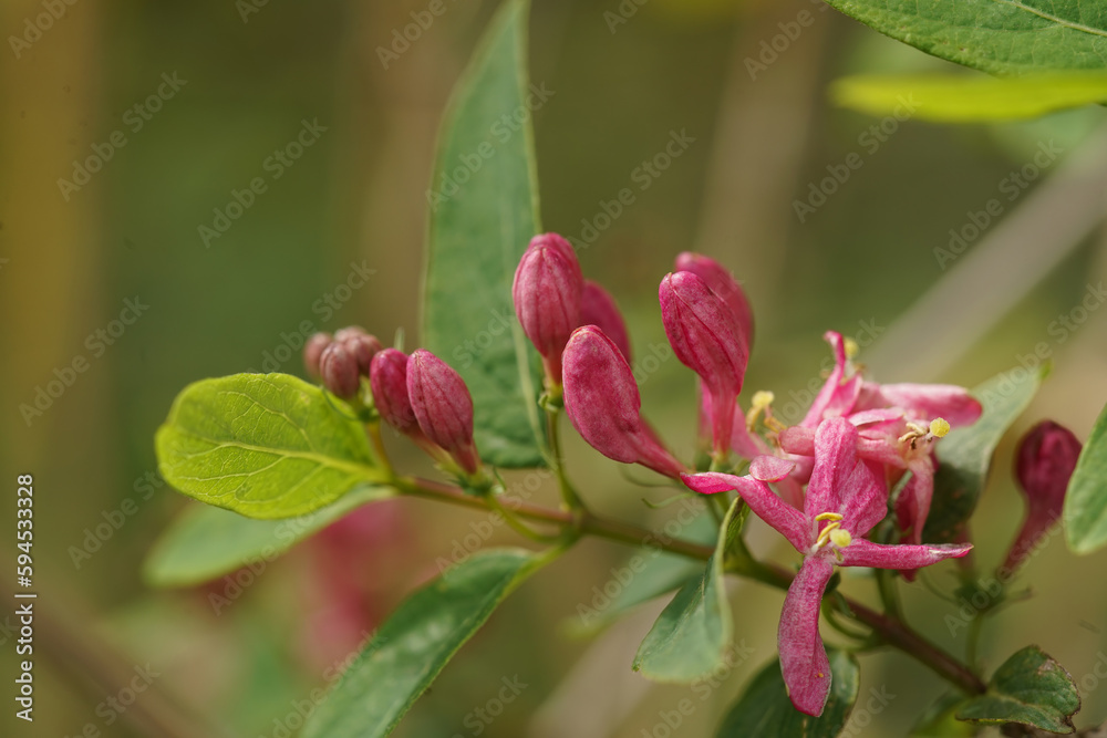 Close-up on the soft red emerging flowers of the Tatarian honeysuckle, Lonicera tatarica, shrub Close-up on the soft red emerging flowers of the Tatarian honeysuckle, Lonicera tatarica, shrub